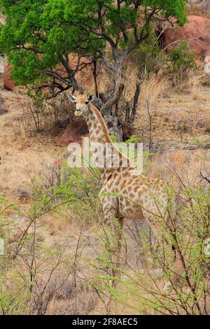 Girafe debout au pinceau sur le safari au parc national de Pilanesberg, Afrique du Sud Banque D'Images