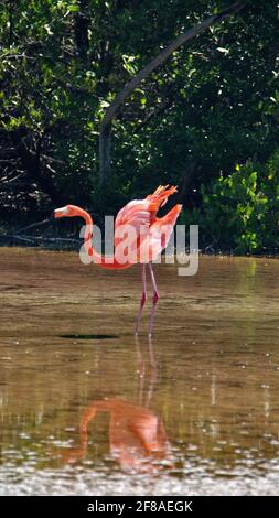 Galapagos flamango (Phoenicopterus Ruber) s'étendant avec ses ailes étendues dans un lac salé sur l'île Floreana, Galapagos, Equateur Banque D'Images