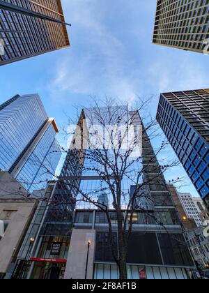 Pigeons dans l'arbre. Daley Plaza Chicago Illinois. Banque D'Images