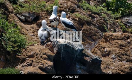 Nazca booby (Sula granti) parents avec des poussins sur un petit îlot stérile au large de la côte de l'île Floreana, Galapagos, Equateur Banque D'Images