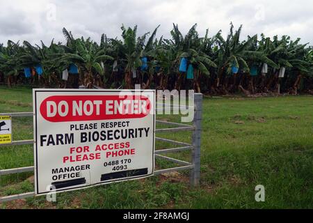 Panneau de biosécurité/quarantaine à la ferme de banane, Atherton Tableland, près de Cairns, Queensland, Australie. Pas de PR Banque D'Images