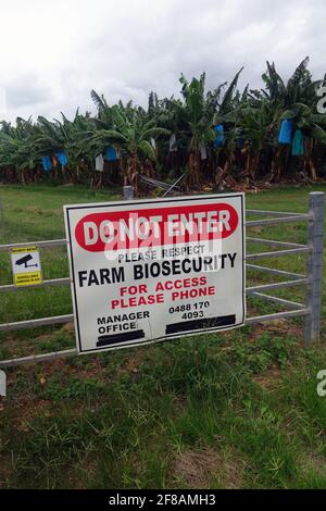 Panneau de biosécurité/quarantaine à la ferme de banane, Atherton Tableland, près de Cairns, Queensland, Australie. Pas de PR Banque D'Images