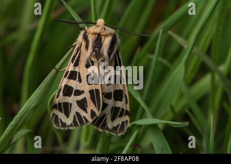 Le papillon des tigres (Grammia ornata anciennement Apantesis ornata) est un arnaque de tiges d'herbe dans le comté de Madera, en Californie. Banque D'Images