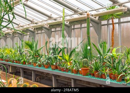 Divers cactus en pots, serre de verre pour la protection dans le Conservatoire et le jardin botanique Banque D'Images