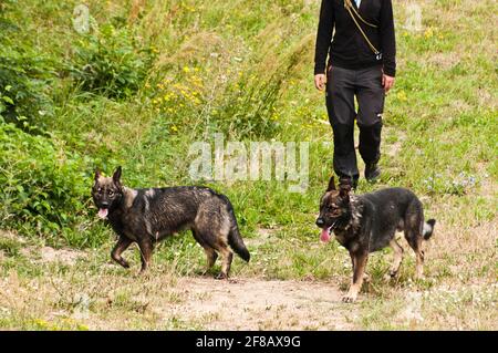 marcher avec des chiens de berger dans un pré Banque D'Images