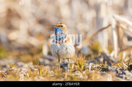 bluethroat chantant une chanson debout sur le sol Banque D'Images