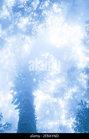 Vue de fond de l'ancienne forêt tropicale dans la brume bleue, forme mystique d'arbres sauvages dans la brume, plantes de feuillage croissant dans le tronc et les branches d'arbres. Banque D'Images