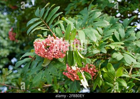 Sorbus 'Bellona'. Rowan. Frêne de montagne. Baies roses à la fin de l'été Banque D'Images