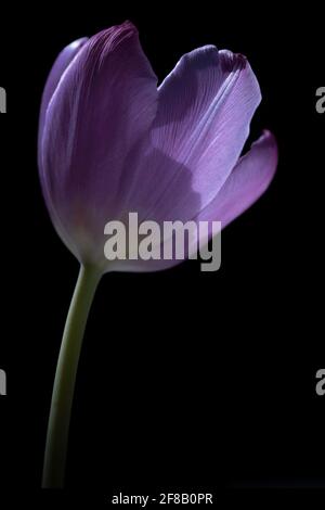 La tulipe magnifiquement pourpre s'élève d'un fond noir. Concentrez-vous sur les pétales, faible profondeur de champ. Photo verticale Banque D'Images