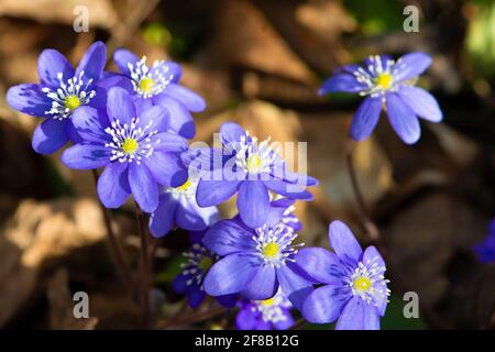 Violet Hepatica nobilis, Hepatica commun ou Anemone hepatica. Fleurs du printemps. Gros plan. Banque D'Images