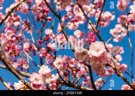 Fleurs de cerisier Sakura ou floraison de Prunus × subhirtella Omoigawa contre le ciel bleu Banque D'Images