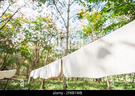 Feuilles de caoutchouc brutes sur rack en bambou dans une plantation de caoutchouc pour un séchage naturel. Feuilles de caoutchouc naturel séchées à l'air, agriculture locale en Thaïlande du Sud. Banque D'Images