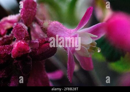 Brunswick, Allemagne. 13 avril 2021. Des gouttes de rosée partiellement congelées pendent le matin sur les bourgeons et les fleurs d'un cassis ornemental, également appelé cassis de sang, qui ne sont que de quelques millimètres de taille. Le temps typique d'avril entre le soleil et les averses de pluie détermine le temps, la nuit la température peut encore tomber sous le gel. Credit: Stefan Jaitner/dpa/Alay Live News Banque D'Images