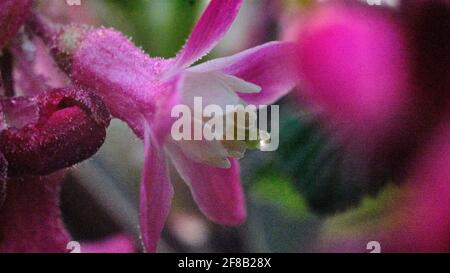 Brunswick, Allemagne. 13 avril 2021. Des gouttes de rosée partiellement congelées pendent le matin sur les bourgeons et les fleurs d'un cassis ornemental, également appelé cassis de sang, qui ne sont que de quelques millimètres de taille. Le temps typique d'avril entre le soleil et les averses de pluie détermine le temps, la nuit la température peut encore tomber sous le gel. Credit: Stefan Jaitner/dpa/Alay Live News Banque D'Images