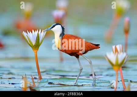 jacana africaine, Actophilornis africana, wader africain coloré avec de longs orteils à côté de l'eau violette lys dans les eaux peu profondes de la lagune saisonnière, Botswana, Banque D'Images