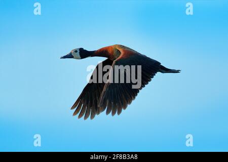 Canard sifflant à fond blanc, Dendrocygna viduata, oiseau en vol avec ciel bleu. Canard de Pantanal, Brésil. Scène d'action de la faune de la nature tropique. TRAV Banque D'Images