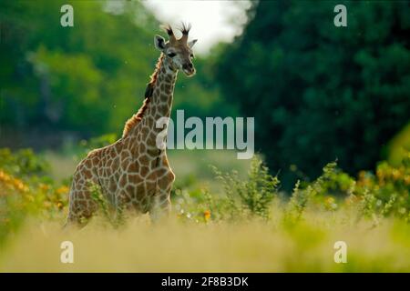 Jeune girafe et lever du soleil le matin. Végétation verte avec portrait d'animal. Scène sauvage de la nature. Lumière orange dans la forêt, Okavango, Botswana, Banque D'Images