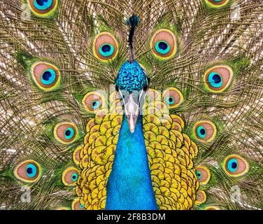 Portrait de belles plumes de paon avec Banque D'Images