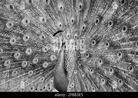 Portrait de beau paon avec des plumes en noir et blanc Banque D'Images