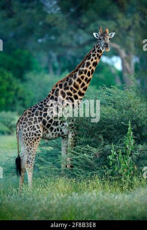 Jeune girafe et lever du soleil le matin. Végétation verte avec portrait d'animal. Scène sauvage de la nature. Lumière orange dans la forêt, Okavango, Botswana, Banque D'Images