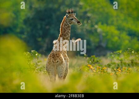 Jeune girafe et lever du soleil le matin. Végétation verte avec portrait d'animal. Scène sauvage de la nature. Lumière orange dans la forêt, Okavango, Botswana, Banque D'Images