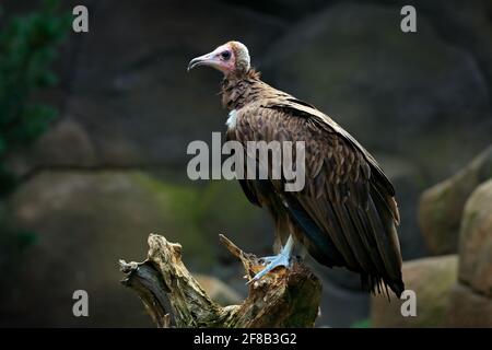 Vautour à capuchon, Necrosyrtes monachuss, portrait détaillé d'un oiseau de montagne rare, assis sur le tronc de l'arbre avec de la roche. Animal à tête rose en baiser de pierre Banque D'Images