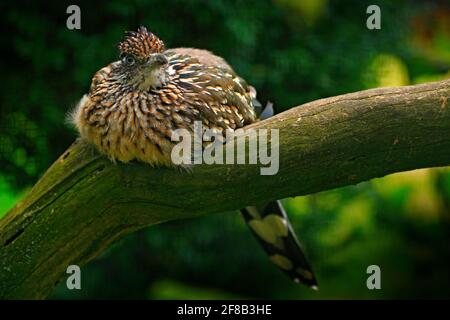 Grand roadrunner, Geococcyx californianus, oiseau assis sur la branche, Mexiko. Cuckoo dans l'habitat de la nature. Scène sauvage de la nature. Banque D'Images