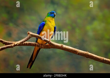 Perroquet turquoise, Neophema pulchella, magnifique oiseau bleu d'Australie orientale. Perroquet dans l'habitat naturel, assis sur la branche. Scène de la faune Banque D'Images