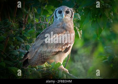 Hibou de l'aigle de Verreaux. Hibou africain rare dans l'habitat naturel du delta de l'Okawango, Moremi Botswana. Oiseau de nuit avec habitat de forêt d'arbres. Banque D'Images