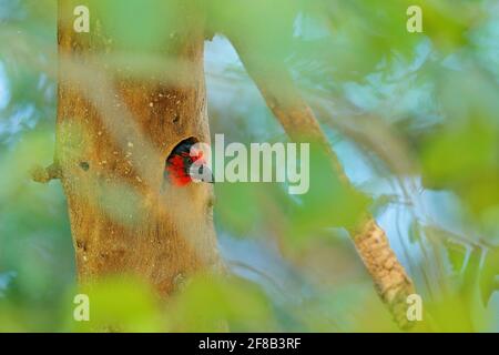 Oiseau à tête rouge dans le trou de nidification de l'arbre, comportement animal dans la nature forestière. Barbet à collier noir, Lybius torquatus, dans l'habitat, Okavango, Botswana Banque D'Images