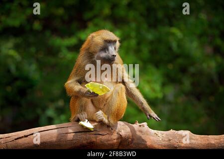 Babouin de Guinée, papio, singe de Guinée, Sénégal et Gambie. Mammifère sauvage dans l'habitat naturel. Monkey nourrissant des fruits dans le graen végétaton. Wi Banque D'Images