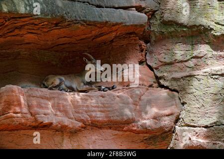 Alpine Ibex, Capra ibex, avec d'énormes cornes et de la roche en arrière-plan, caché dans l'habitat de roche, France. Scène sauvage de la nature. Animal de montagne dans TH Banque D'Images
