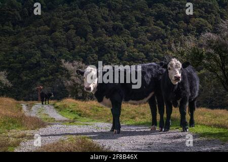 Trois vaches noires et blanches sur une route de gravier Banque D'Images