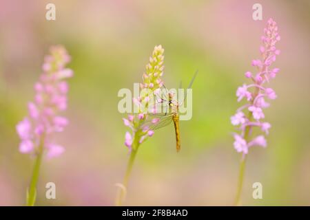 Orchidée à la libellule, Orchidée commune, Gymnadenia conopsea, orchidée terrestre européenne en fleurs dans un habitat naturel. Beau détail de Banque D'Images