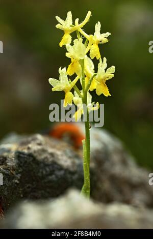 Orchis pauciflora, Orchid à faible floraison, Gargano en Italie. Orchidée terrestre européenne en fleurs, habitat naturel. Magnifique détail fleuri, Banque D'Images