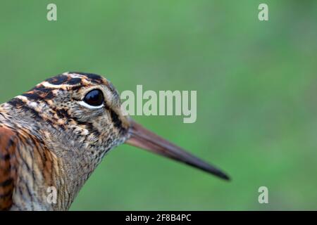 Portrait du coq eurasien (Scolopax rusticola). Sandpiper de nuit des bois avec grands yeux et bec long pour l'extraction des vers de terre Banque D'Images