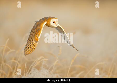 Mouche hibou avec ailes ouvertes. Barn Owl, Tyto alba, vol au-dessus de l'herbe blanche rime le matin. Faune, scène d'oiseaux de la nature. Lever de soleil froid le matin Banque D'Images