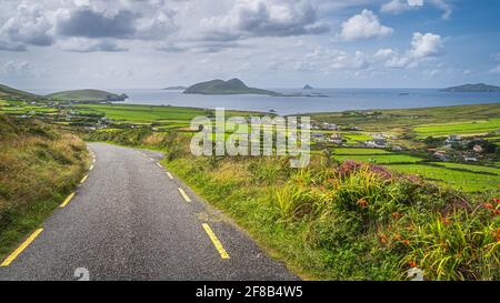 Des fleurs sauvages fleurissent au printemps près de la route menant au village de Dunquin. Belle vue panoramique sur la péninsule de Dingle, Wild Atlantic Way, Kerry, Irlande Banque D'Images