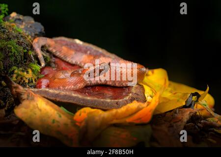 Porthidium nasutum, Hognised Pitviper, serpent poison brun danger dans la végétation forestière. Reptile forestier dans l'habitat, sur le sol en feuilles, Costa R. Banque D'Images