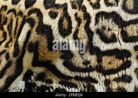 Détail fourrure de chat sauvage en gros plan. Chat sauvage du Costa Rica. Margay, Leopardis wiedii, beau chat assis sur la branche dans la forêt tropicale, Banque D'Images