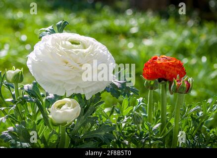 Perse Buttercup (Ranunculus asioticus), fleur et bourgeons, Bavière, Allemagne, Europe Banque D'Images