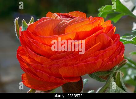 Perse Buttercup (Ranunculus asioticus), fleur, Bavière, Allemagne, Europe Banque D'Images