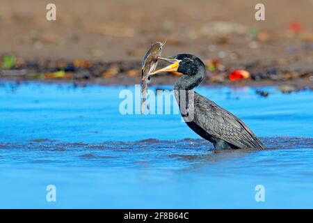 Cormorant avec poisson. Oiseau sombre dans l'habitat naturel, dans l'eau de mer bleue. Oiseau de rivière dans l'habitat naturel. Shag du Costa Rica. Banque D'Images