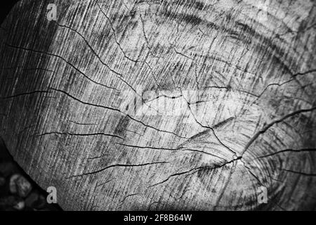 Cliché en échelle de gris des anneaux d'écorce d'arbre avec la coupe transversale de une souche coupée Banque D'Images