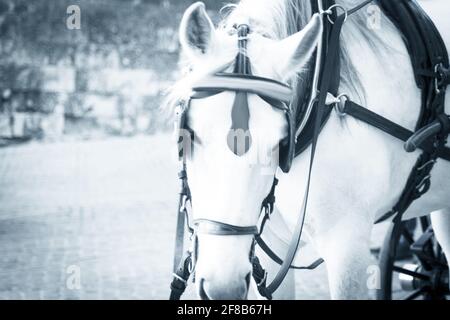Le cheval blanc utilisé pour tirer un chariot touristique. Personne Banque D'Images