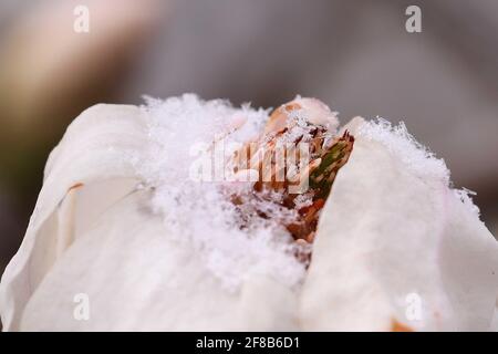 06 avril 2021, Saxe, Dresde: Fleur de magnolia gelée avec cristaux de neige sur pétales. Photo: Tino Plunert/dpa-Zentralbild/ZB Banque D'Images