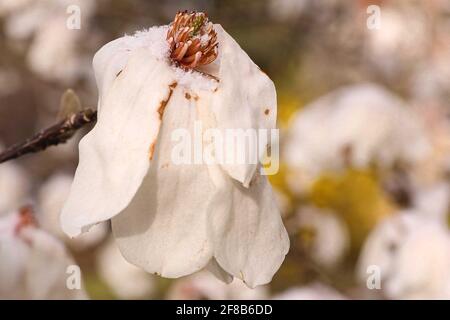 06 avril 2021, Saxe, Dresde: Fleur de magnolia gelée avec cristaux de neige sur pétales. Photo: Tino Plunert/dpa-Zentralbild/ZB Banque D'Images