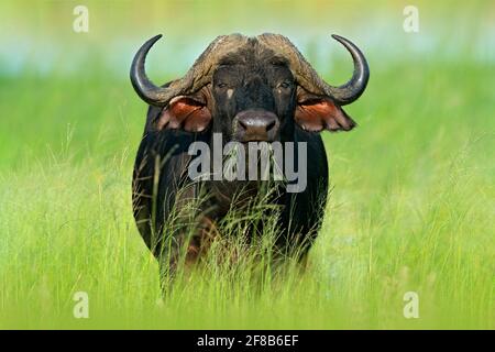 Coucher de soleil en Afrique. African Buffalo, Cyncerus cafer, debout sur la rive de la rivière, Chobe, Botswana. Banque D'Images