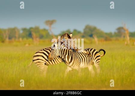 Zèbres jouant dans la savane. Deux zèbres dans l'herbe verte, saison humide, delta d'Okavango, Moremi, Botswana Banque D'Images