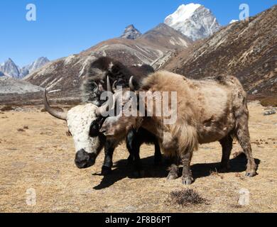 Groupe de deux yaks en route vers le camp de base de l'Everest, montagnes de l'Himalaya du Népal Banque D'Images